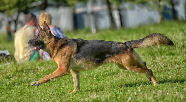 Duitse Herder Loopt Het Park Een Grasveld Met Groen Gras — Stockfoto