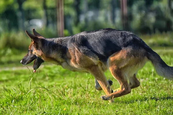 Duitse Herder Loopt Het Park Een Grasveld Met Groen Gras — Stockfoto