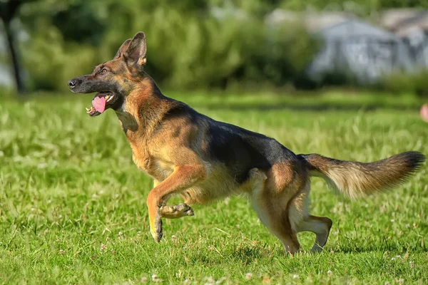 Duitse Herder Loopt Het Park Een Grasveld Met Groen Gras — Stockfoto