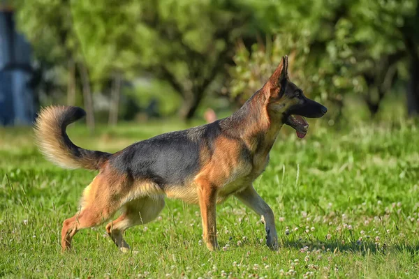 Schäferhund Läuft Park Auf Einer Wiese Mit Grünem Gras — Stockfoto