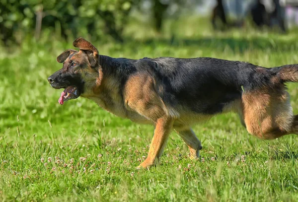 Berger Allemand Courant Dans Parc Sur Une Pelouse Avec Herbe — Photo