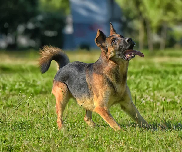 Parkta Yeşil Çimlerle Koşan Alman Çoban Köpeği — Stok fotoğraf