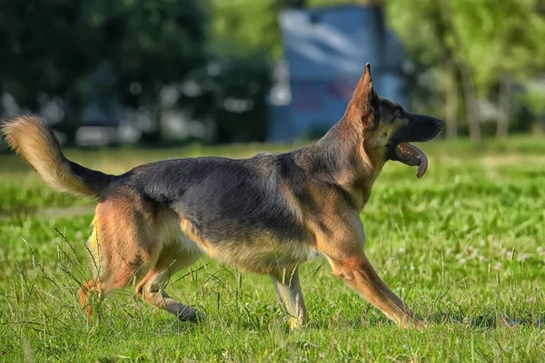 Parkta Yeşil Çimlerle Koşan Alman Çoban Köpeği — Stok fotoğraf