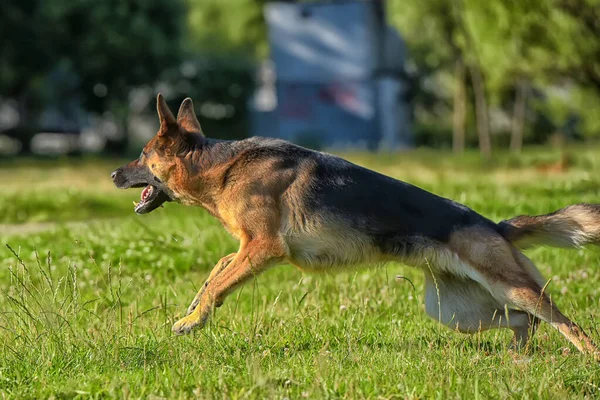 Duitse Herder Loopt Het Park Een Grasveld Met Groen Gras — Stockfoto