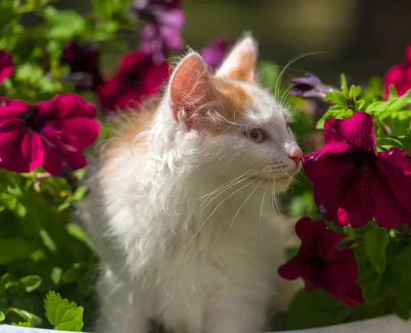 Çiçek Tarlasında Zencefilli Kedi Yavrusuyla Küçük Tatlı Pofuduk Beyaz — Stok fotoğraf