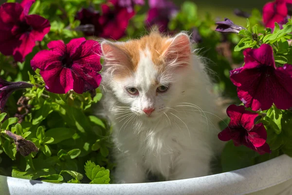 Klein Schattig Pluizig Wit Met Gember Kitten Een Bloembed — Stockfoto