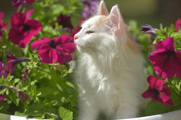 Little Cute Fluffy White Ginger Kitten Flower Bed — Stock Photo, Image
