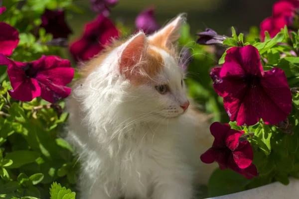 小さなかわいいふわふわの白い花のベッドの中に生姜子猫 — ストック写真