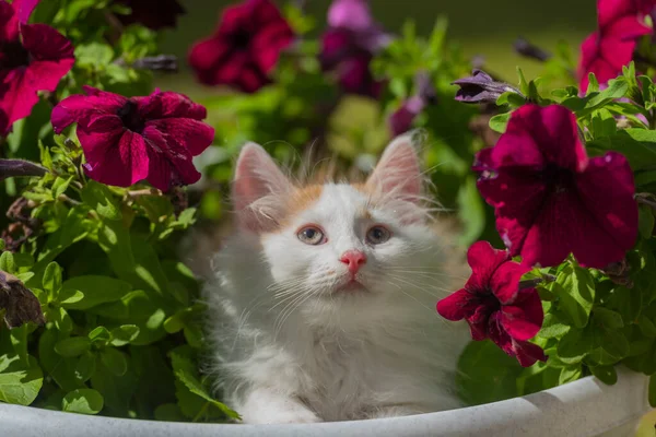 Malý Roztomilý Načechraný Bílý Zázvorem Kotě Květinovém Záhonu — Stock fotografie