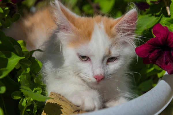 小可爱的蓬松的白色和生姜小猫在花床里 — 图库照片