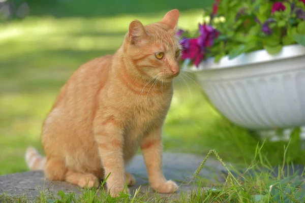 美丽的生姜猫在花园的花朵旁边 — 图库照片