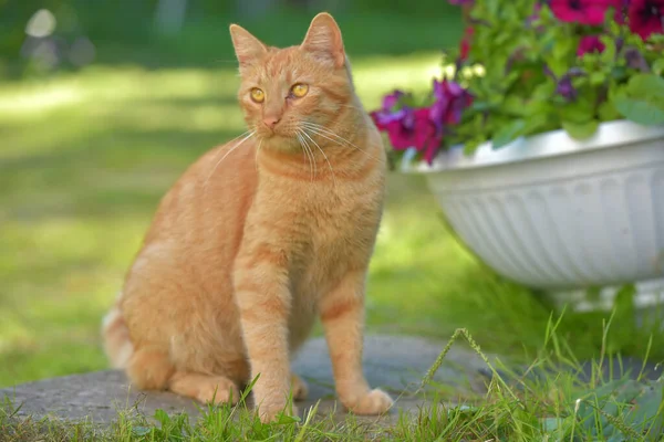 Vacker Ingefära Katt Bredvid Blommor Trädgården Sommaren — Stockfoto