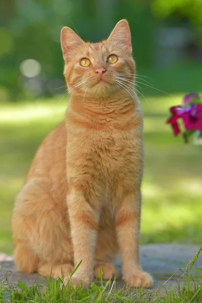 美丽的生姜猫在花园的花朵旁边 — 图库照片