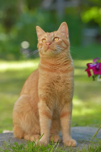 Beautiful Ginger Cat Next Flowers Garden Summer — Stock Photo, Image