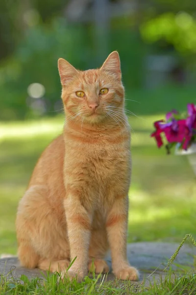 Beautiful Ginger Cat Next Flowers Garden Summer — Stock Photo, Image