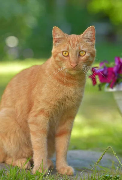 美丽的生姜猫在花园的花朵旁边 — 图库照片