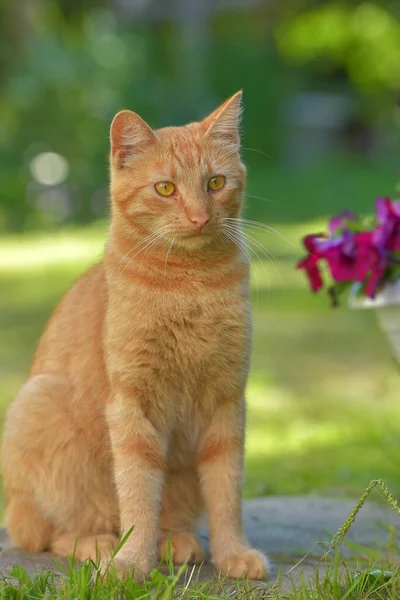 Beautiful Ginger Cat Next Flowers Garden Summer — Stock Photo, Image