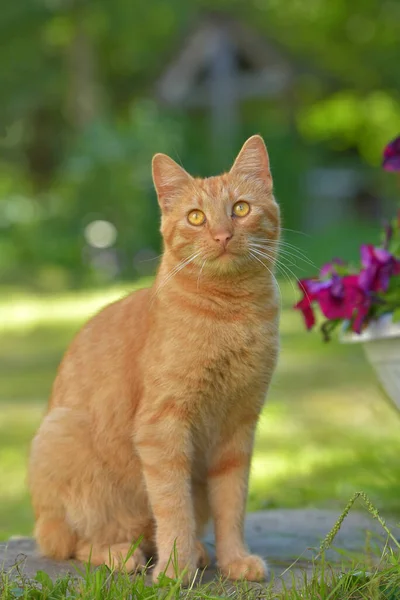 Vacker Ingefära Katt Bredvid Blommor Trädgården Sommaren — Stockfoto