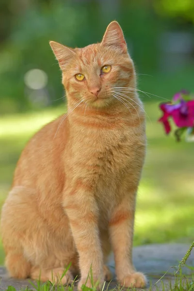 Beau Chat Roux Côté Des Fleurs Dans Jardin Été — Photo