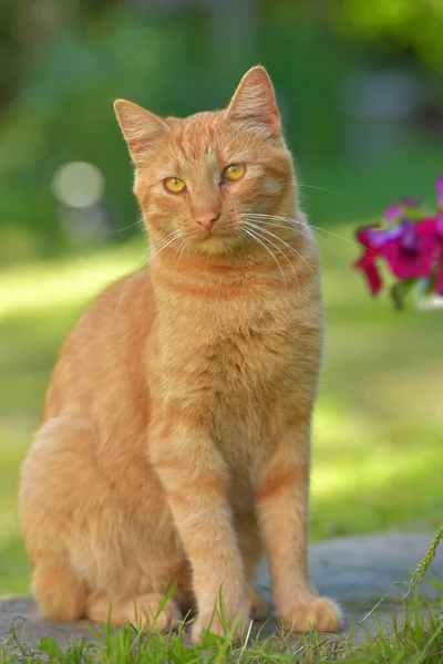 Hermoso Jengibre Gato Lado Flores Jardín Verano — Foto de Stock