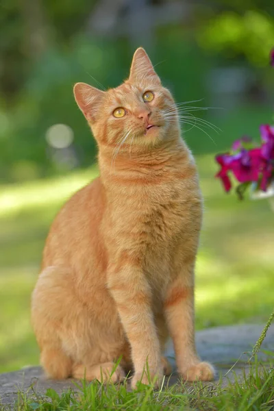 美丽的生姜猫在花园的花朵旁边 — 图库照片