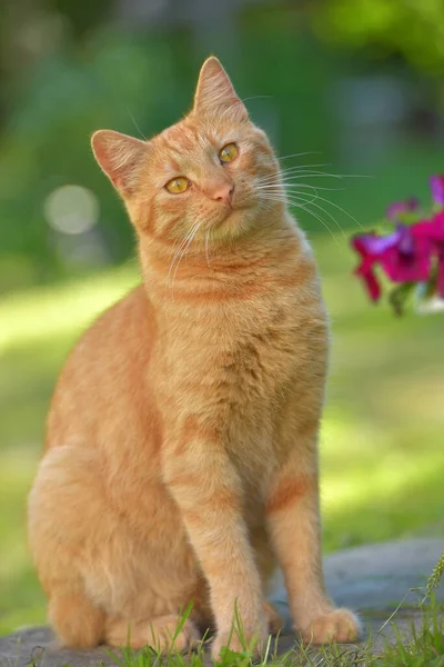 美丽的生姜猫在花园的花朵旁边 — 图库照片