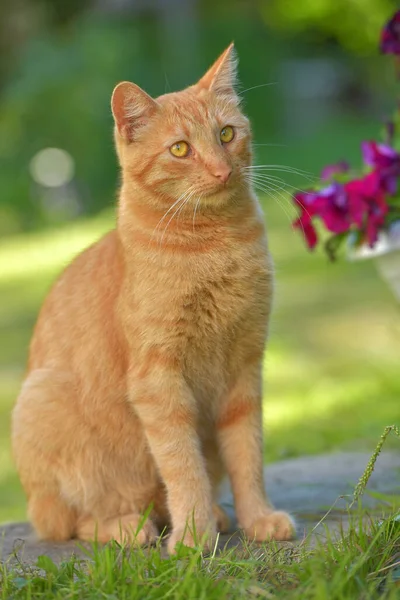 Vacker Ingefära Katt Bredvid Blommor Trädgården Sommaren — Stockfoto