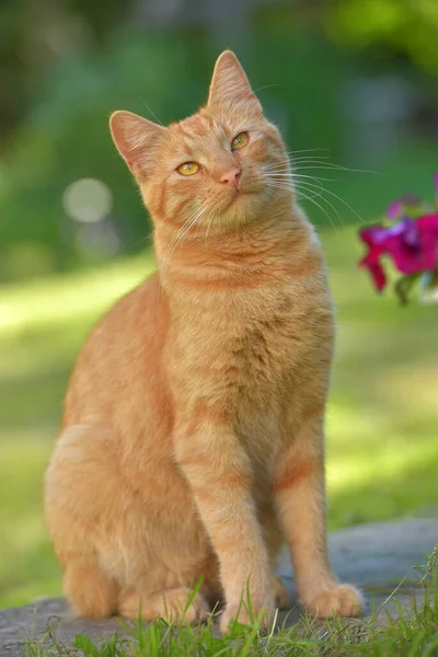 美丽的生姜猫在花园的花朵旁边 — 图库照片