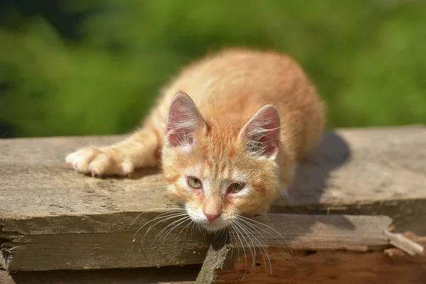 Bellissimo Gattino Zenzero Estate All Aperto Giardino — Foto Stock