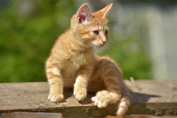 Beautiful Little Ginger Kitten Summer Outdoor Garden — Stock Photo, Image