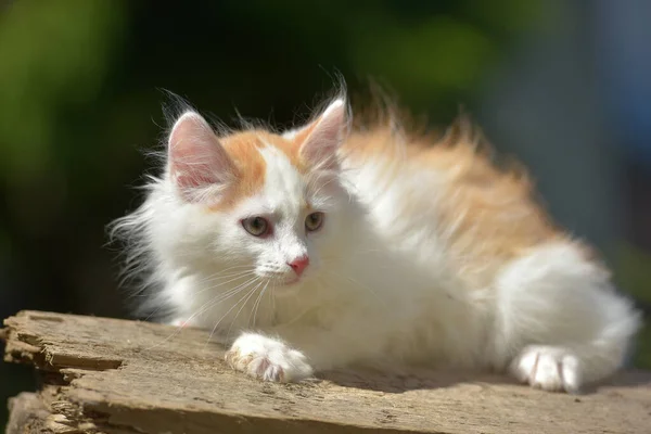 庭の夏の屋外で白いふわふわの子猫と美しい小さな生姜 — ストック写真