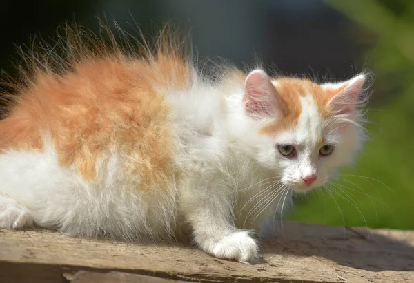 Güzel Küçük Kızıl Beyaz Tüylü Kedi Yavrusu Yazın Bahçede — Stok fotoğraf