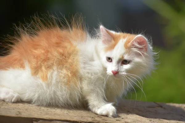 庭の夏の屋外で白いふわふわの子猫と美しい小さな生姜 — ストック写真