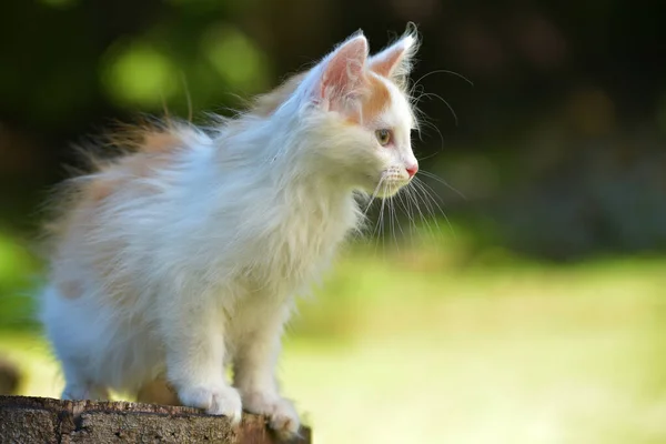 Piękny Mały Imbir Białym Puszystym Kotkiem Lecie Świeżym Powietrzu Ogrodzie — Zdjęcie stockowe