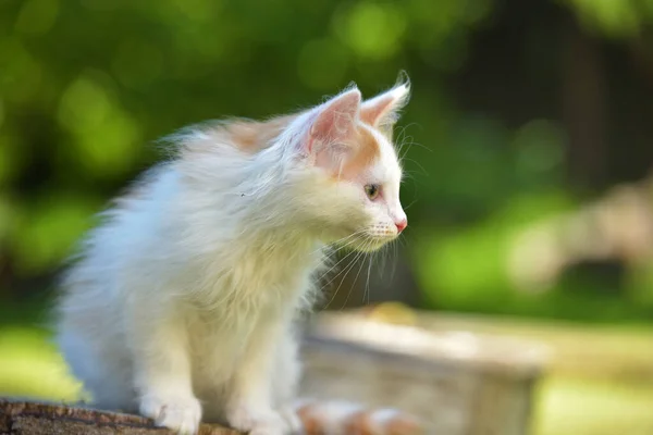 Bellissimo Piccolo Zenzero Con Gattino Bianco Soffice Estate All Aperto — Foto Stock