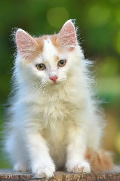 Schöne Kleine Ingwer Mit Weißen Flauschigen Kätzchen Sommer Draußen Garten — Stockfoto