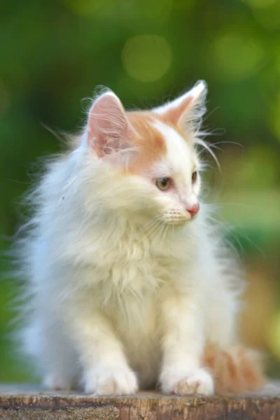 Beautiful Little Ginger White Fluffy Kitten Summer Outdoor Garden — Stock Photo, Image