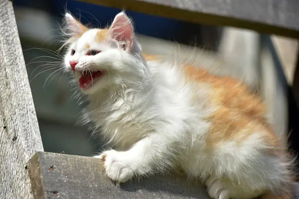 Tahta Tahtalarda Beyaz Tüylü Kedi Yavrusuyla Güzel Bir Kızıl — Stok fotoğraf