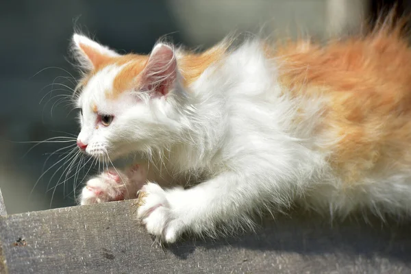 Mooie Kleine Gember Met Witte Pluizige Kitten Zomer Houten Planken — Stockfoto