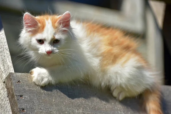 Beautiful Little Ginger White Fluffy Kitten Summer Wooden Boards — Stock Photo, Image