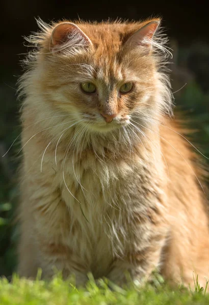 Hermoso Rojo Esponjoso Joven Gato Verano Jardín — Foto de Stock