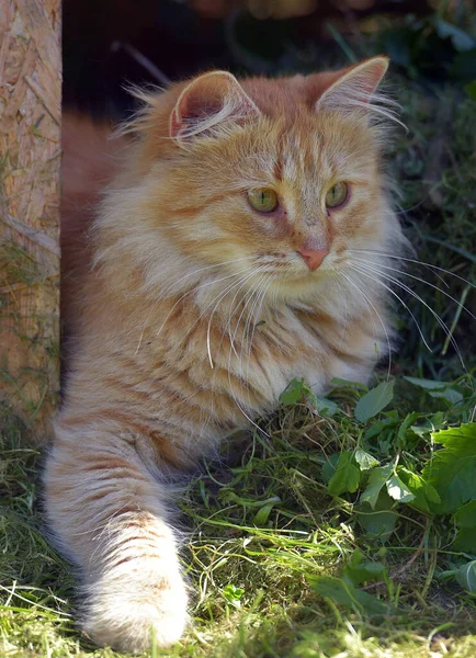 Schöne Rote Flauschige Junge Katze Sommergarten — Stockfoto