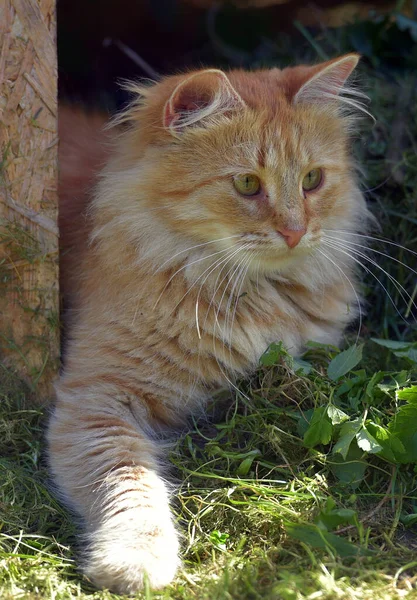 Όμορφη Κόκκινη Χνουδωτή Νεαρή Γάτα Στον Καλοκαιρινό Κήπο — Φωτογραφία Αρχείου