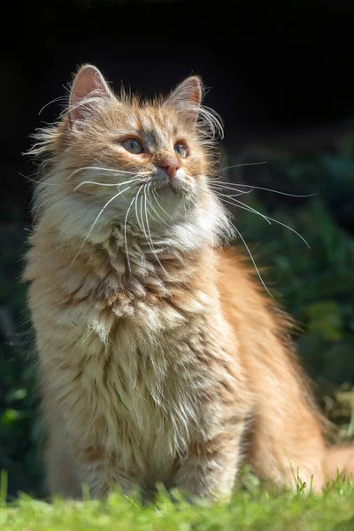 Beautiful Red Fluffy Young Cat Summer Garden — Stock Photo, Image