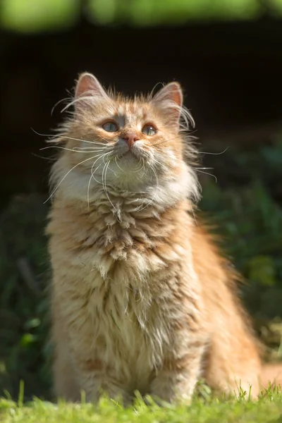 Beautiful Red Fluffy Young Cat Summer Garden — Stock Photo, Image