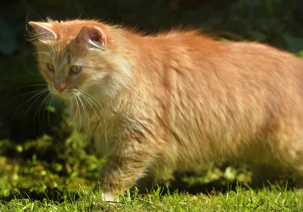 Красива Червона Пухнаста Молода Кішка Літньому Саду — стокове фото