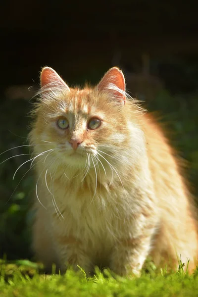 Beautiful Red Fluffy Young Cat Summer Garden — Stock Photo, Image