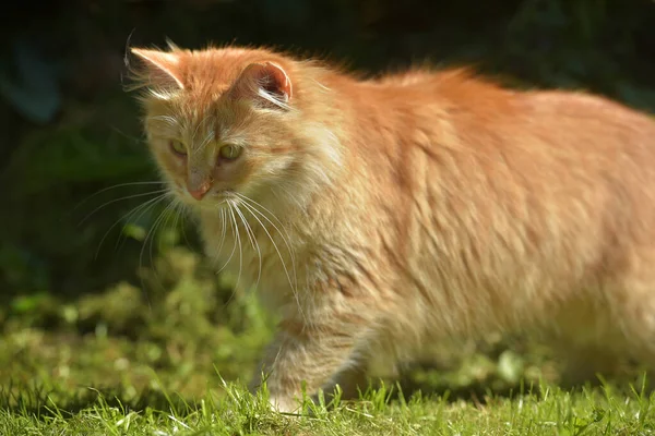 Vacker Röd Fluffig Ung Katt Sommarträdgården — Stockfoto