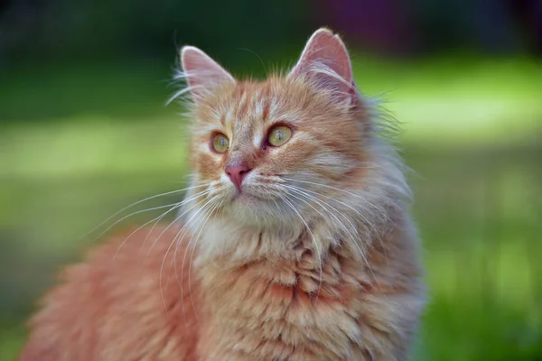 Beau Rouge Pelucheux Jeune Chat Dans Jardin Été — Photo