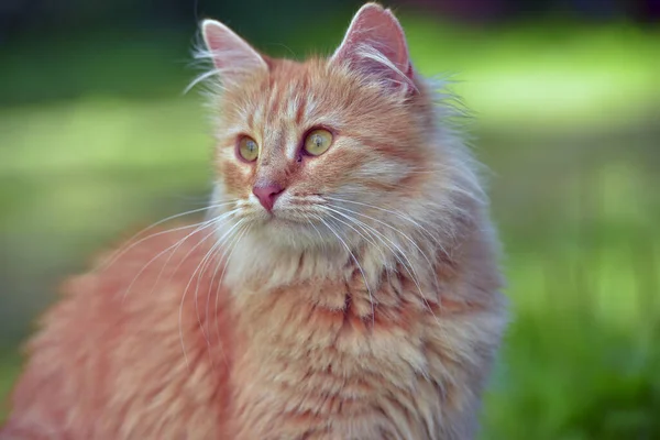 Beautiful Red Fluffy Young Cat Summer Garden — Stock Photo, Image